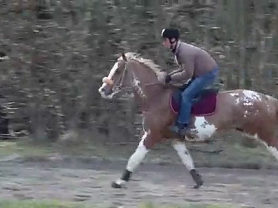 premiers canter color notch up