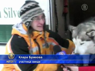 Гонки на собачьих упряжках прошли в Орлицких горах