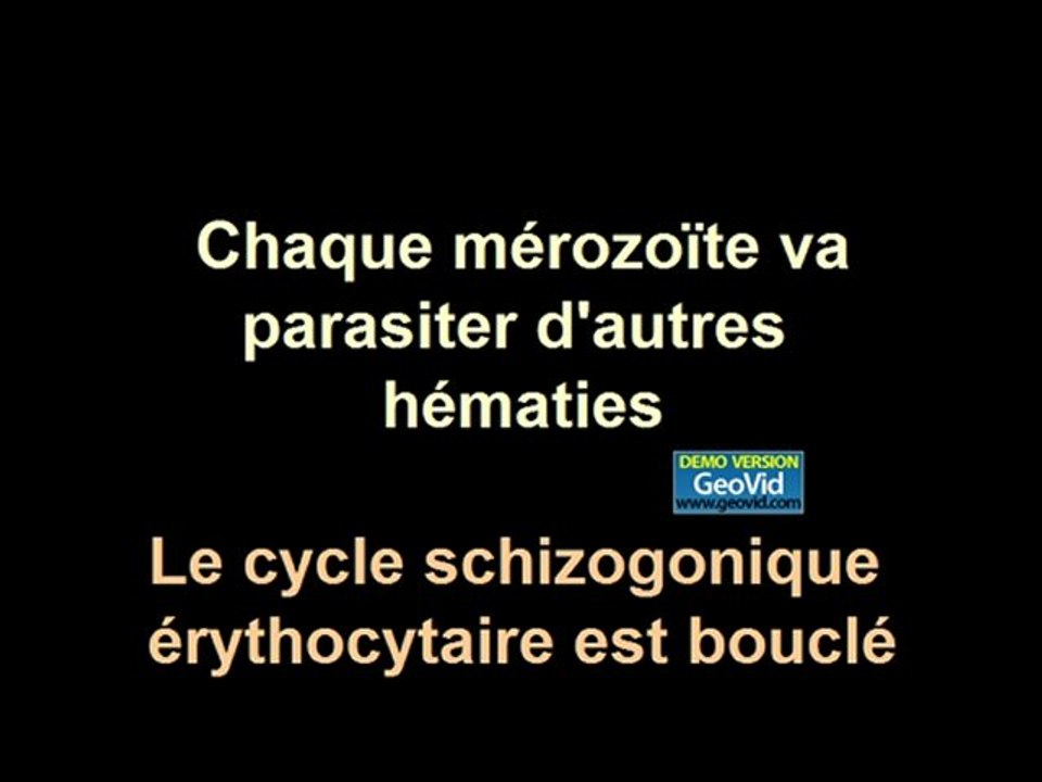 Cycle Plasmodium