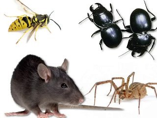 Murrieta Pest Control - Daniel Pest Control