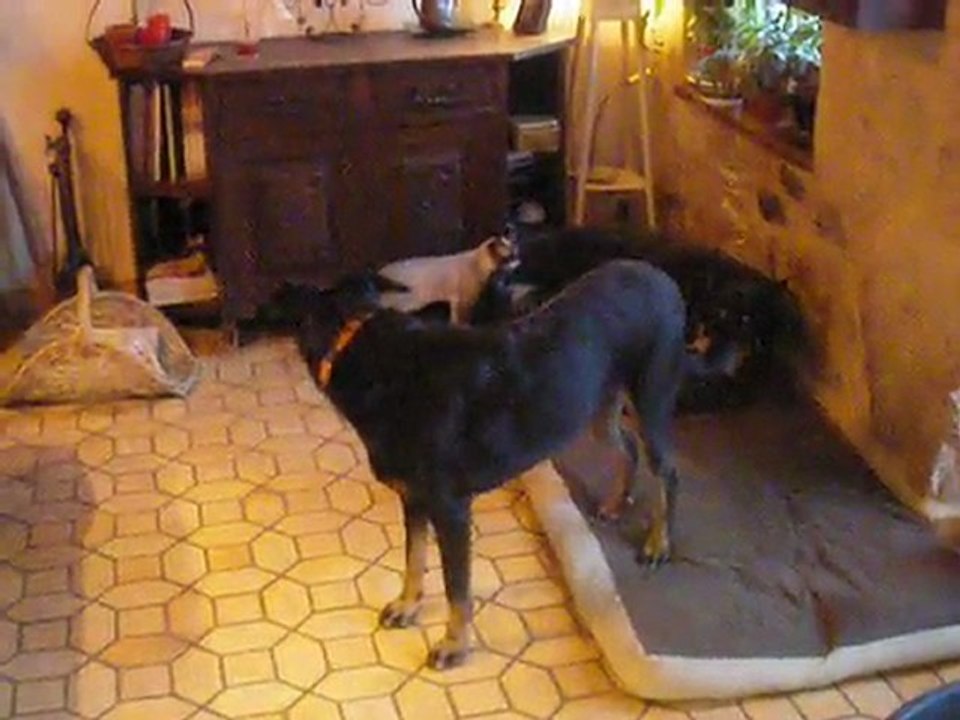 Zorro 1
