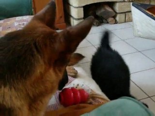 Flame fait la chipie avec bellis