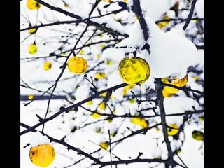 Jarek Panfil  A whiter shade of pale