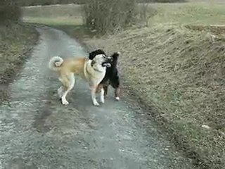 Balto (4 ans et 1/2) et Europ' (11 mois)