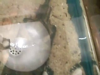 les triops