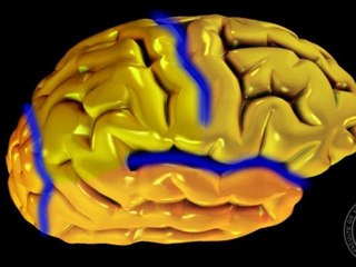 Anatomie du système nerveux : Le cerveau.