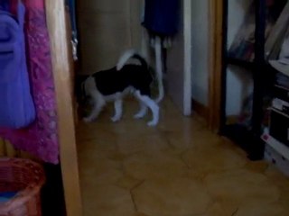 hondo et l'amour de sa vie : sa balle de tennis !!