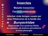 Vecteurs et maladies infectieuses Partie 2