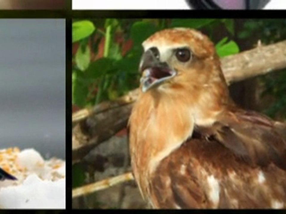 Choose Your Nikon Binocular To Obtain Fine Views