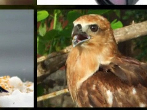 Choose Your Nikon Binocular To Obtain Fine Views