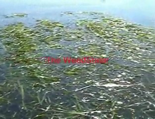 Pond Weed Removal Control Tools
