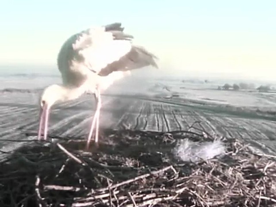 nettoyage nid cigogne
