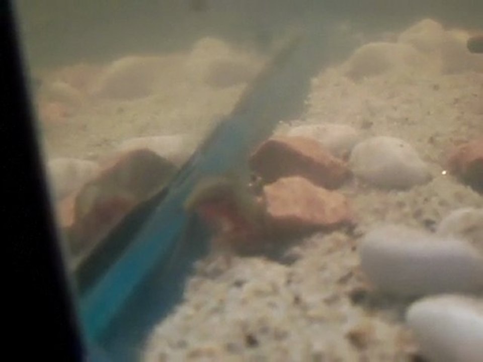 LES-TRIOPS