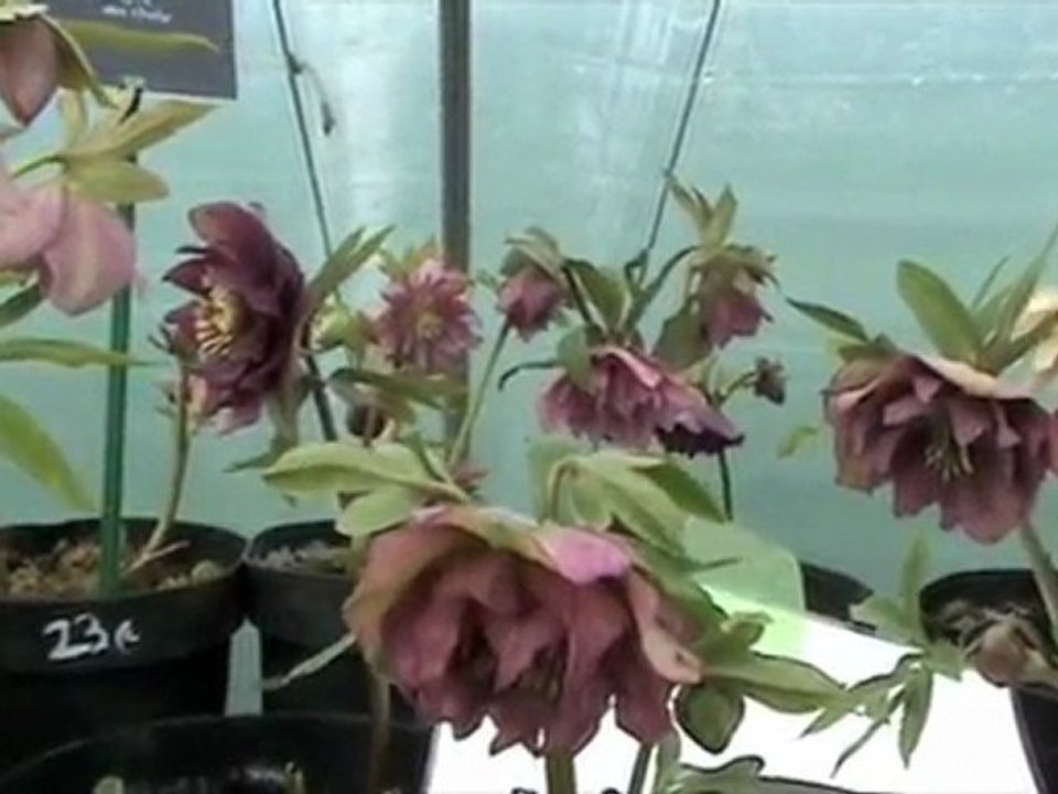 Portes ouvertes aux Pépinières Delabroye, hellébores doubles