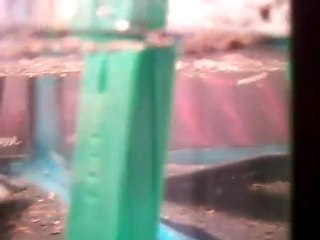 les triops