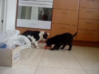 Catfight