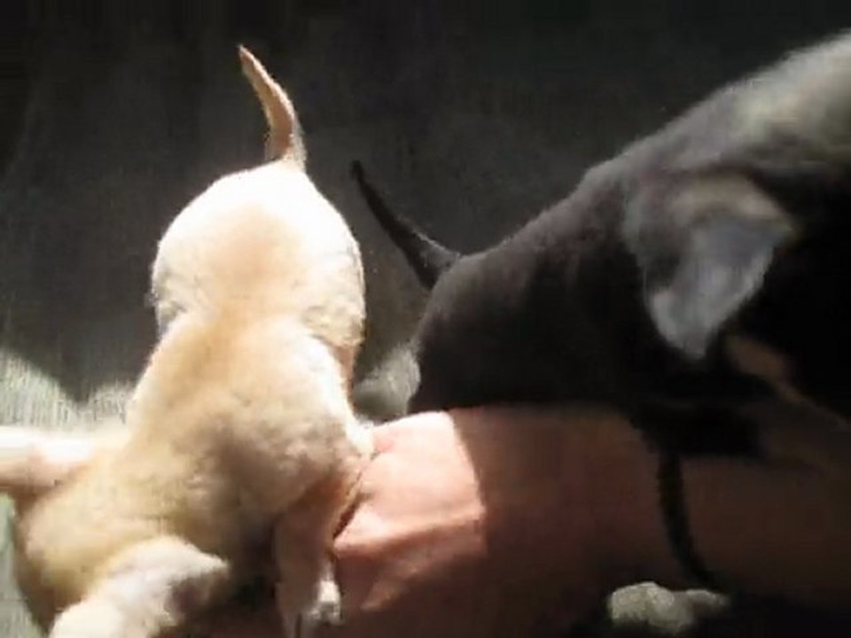 Specializing in breeding teacup chihuahua puppies