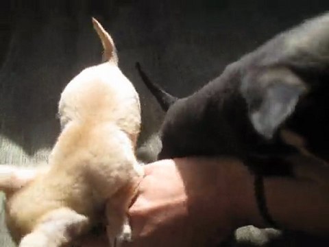 Specializing in breeding teacup chihuahua puppies