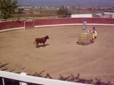 Capeas toros. Despedidas solteros Logroño La Rioja