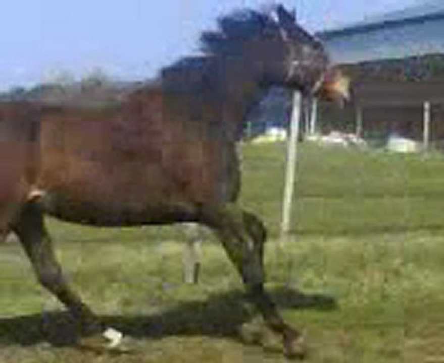 Mission qui fait la folle au pré