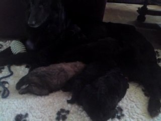 Chiots 3 semaines - n°4