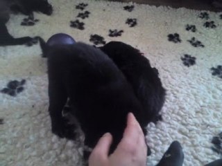 Chiots 3 semaines - n°5