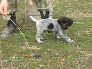 40 günlük Drahthaar ile ferma çalışması