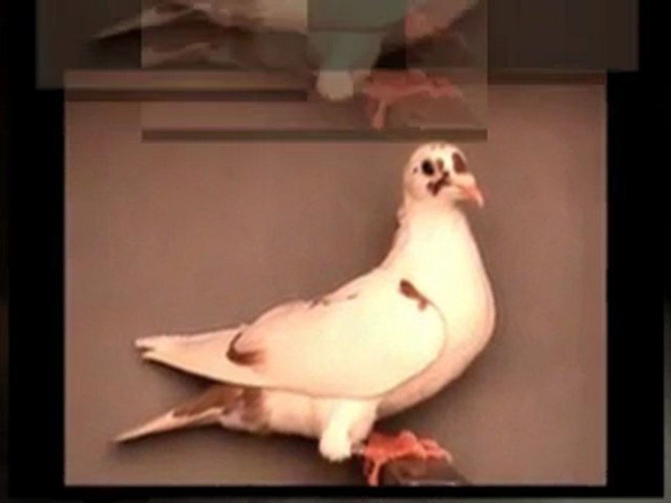 Pigeon Pals Racing Club Daily Results 228