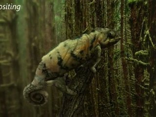 Michael BELLAMY DemoReel 2010