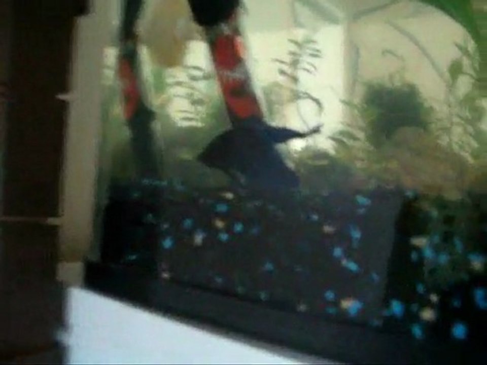 Repro de Ecume et Shenzi