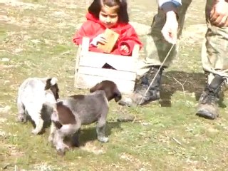 40 günlük Drahthaar ile ferma çalışması 2