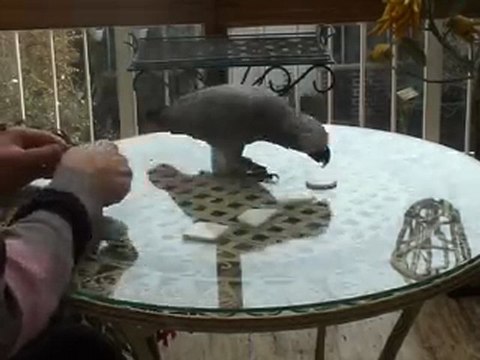 Perroquet JACKIE trie des formes géométriques