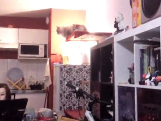 fuji chasse la mouche