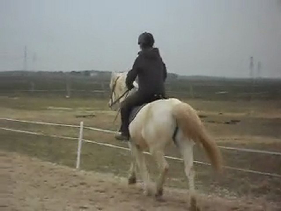"LES PONEYS DE SOPHIE"  CAM' CROISILLON 13 03 2010 SDC10939