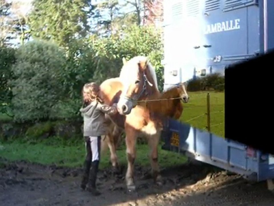 des merveilleux chevaux ! perle & coco