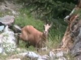 CHAMOIS EN DESCENDANT DU LAC BLANC A COTE DE CHAMONIX