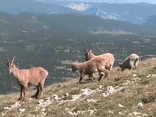 MARMOTTES ET BOUQUETINS AU GRAND VEYMONT ET BERNEX