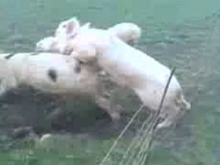 Comment une cloture peut ruiner une belle journee