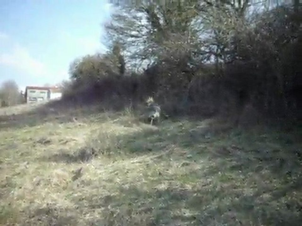 Loup Tchèque en recherche !