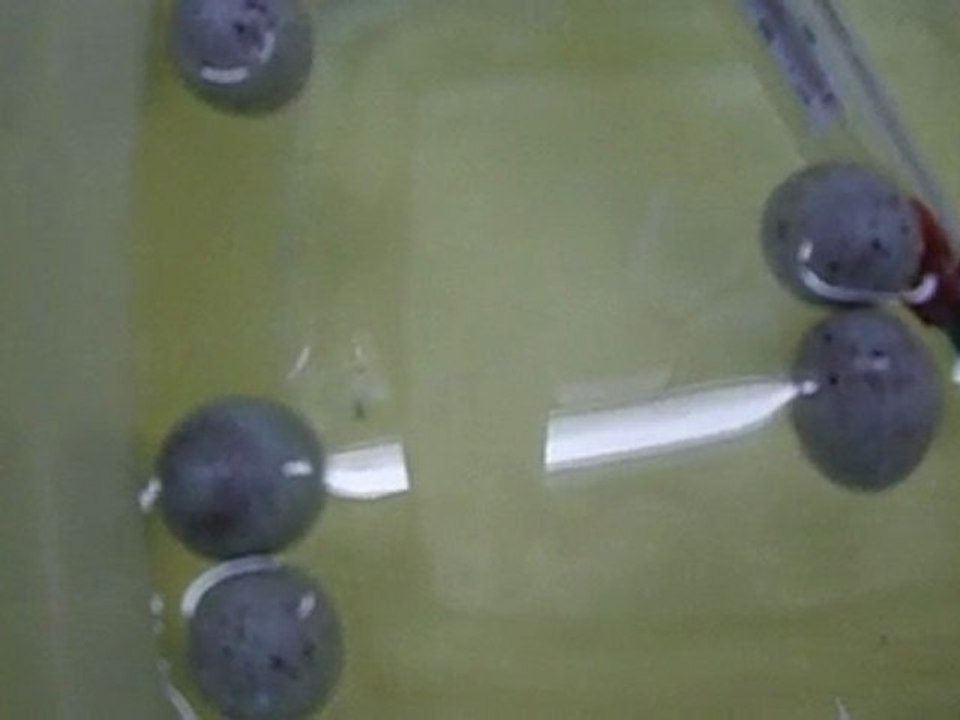 Vérification de la féconditée de l'oeuf dans de l'eau .