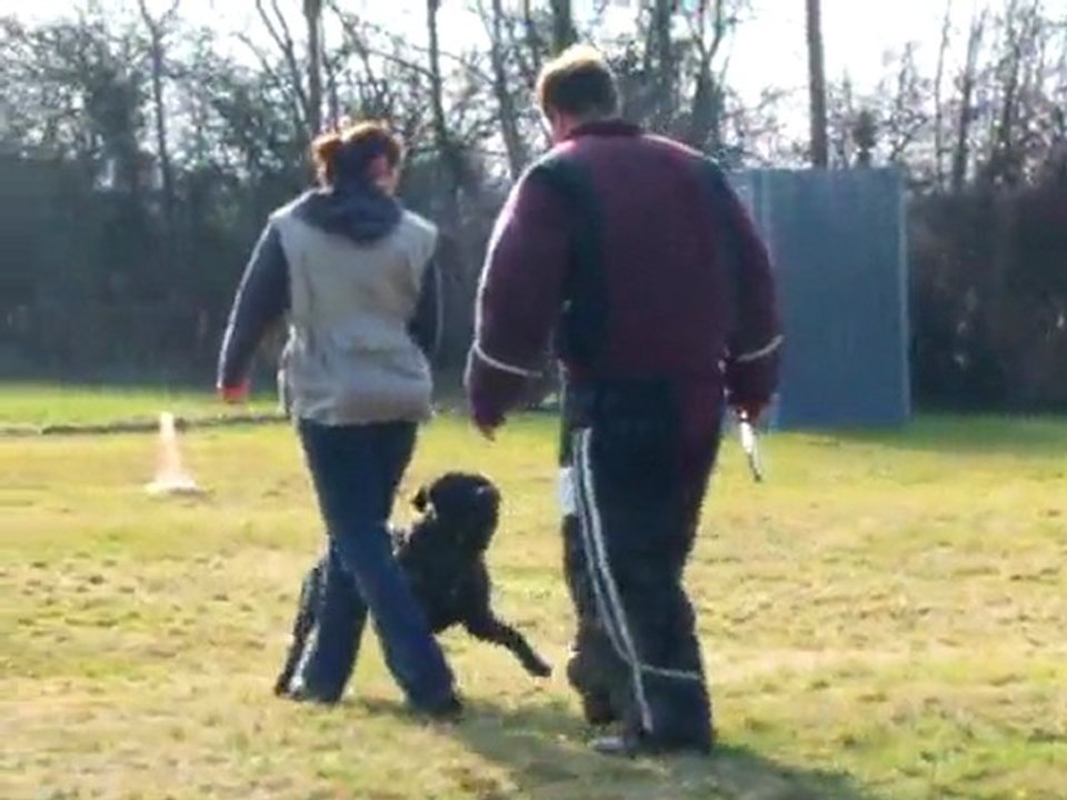 Darzan Cane Corso au mordant (ring), défense
