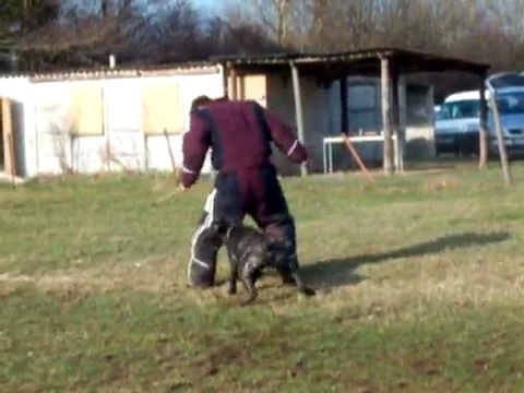 Darzan Cane Corso au mordant (ring), fuyante