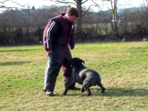 Darzan Cane Corso au mordant (ring), défense N°2