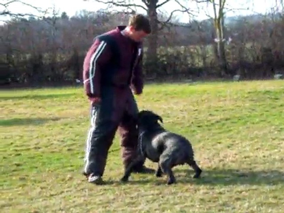 Darzan Cane Corso au mordant (ring), défense N°2