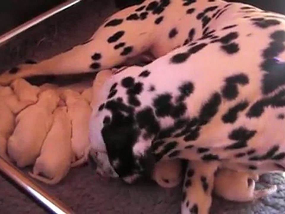 7 mars 2010 : naissance des chiots