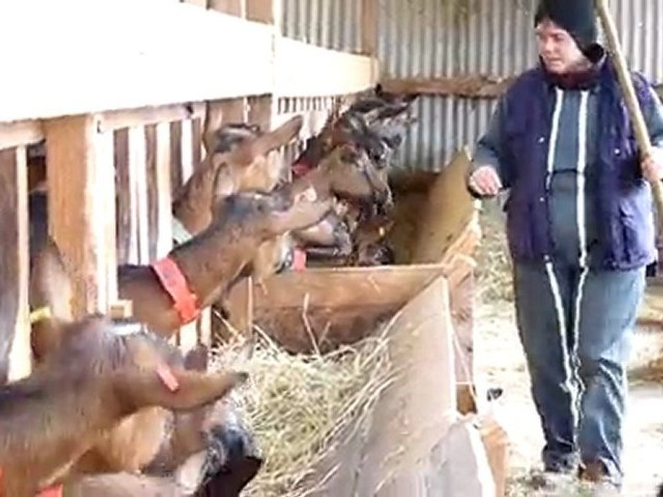 Les biquettes des bruyères