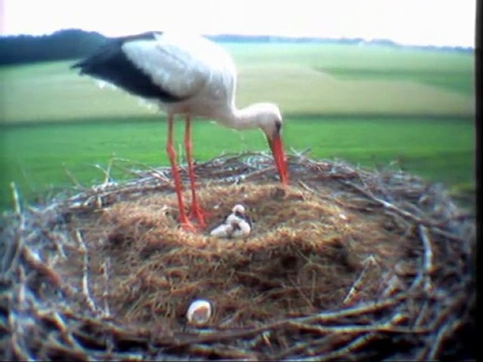 Beobachtungen am Horst