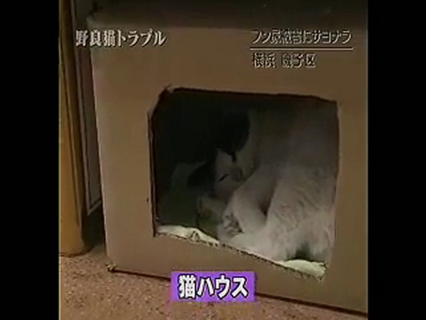 猫ハウス