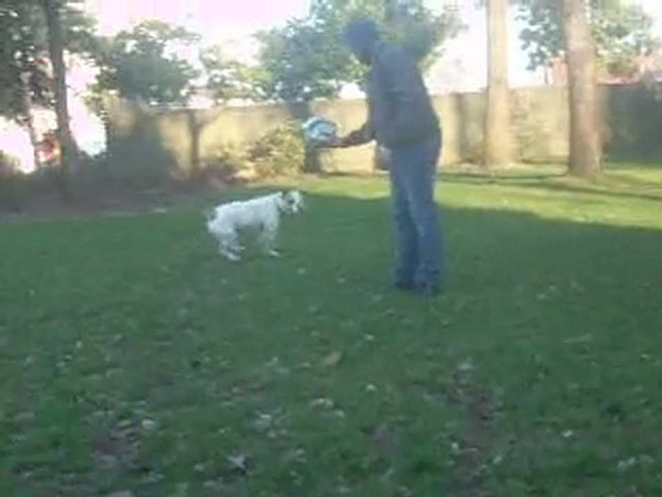 AMERICAIN BOULEDOGUE