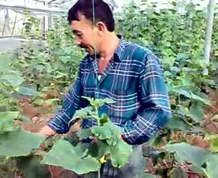 Sera Ekim ve Sebze Bakımı